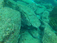 Cephalopholis panamensis