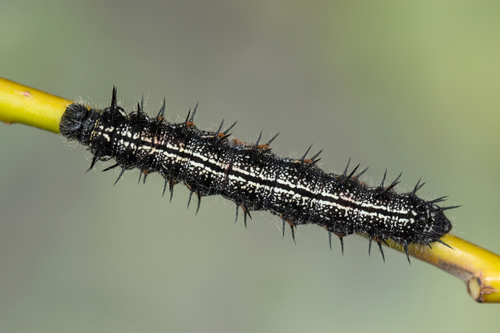 Raudonjuostė pleštekė nuotrauka