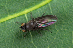 Cnemacantha muscaria