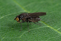 Cnemacantha muscaria