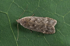 Anacampsis populella