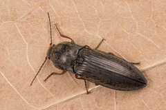 Paraphotistus impressus