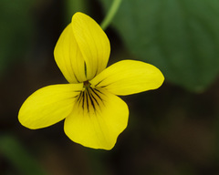 Viola purpurea