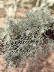 Usnea florida