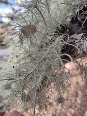 Usnea florida