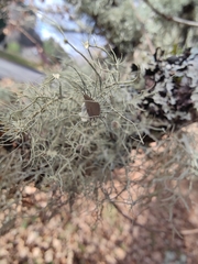 Usnea florida