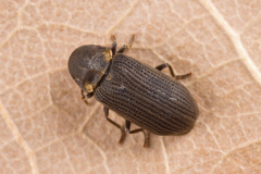 Hadrobregmus pertinax