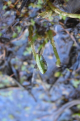 Caltha palustris