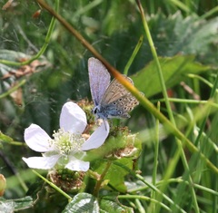 Plebejus argus