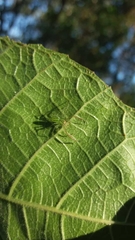 Lyssomanes pauper