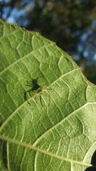 Lyssomanes pauper