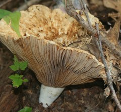 Lactarius sanguifluus