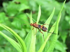Compsocryptus texensis
