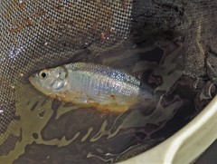 Oligosarcus jenynsii