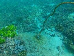 Stegastes flavilatus