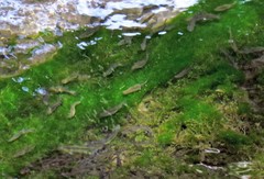 Gymnocharacinus bergii