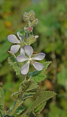 Malacothamnus clementinus