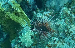 Pterois cincta