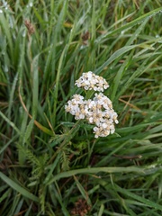 Achillea millefolium