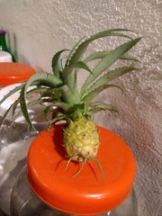 Ananas comosus microstachys