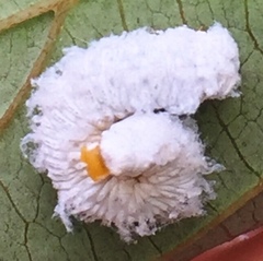 Macremphytus testaceus