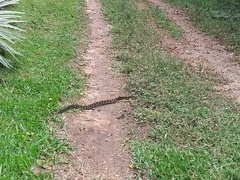 Bothrops jararaca