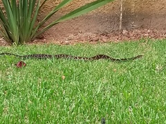 Bothrops jararaca