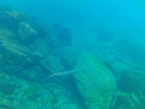 Blue-spotted Cornetfish