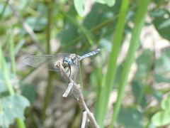 Anisoptera