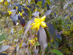 Forsythia koreana