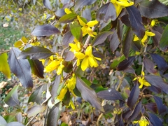 Forsythia koreana