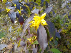 Forsythia koreana