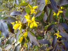 Forsythia koreana