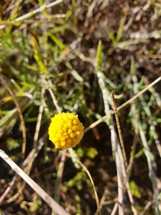 Pycnosorus chrysanthus