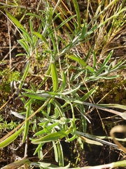 Pycnosorus chrysanthus