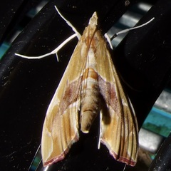 Agathodes monstralis