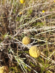 Pycnosorus chrysanthus