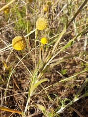 Pycnosorus chrysanthus