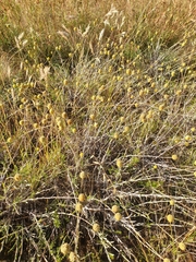 Pycnosorus chrysanthus