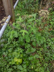Heracleum sphondylium
