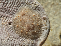 Asteronotus mimeticus image