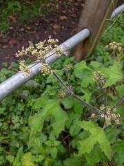 Heracleum sphondylium