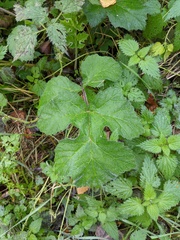 Heracleum sphondylium
