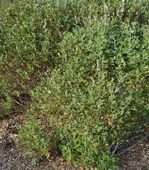 Malacothamnus clementinus