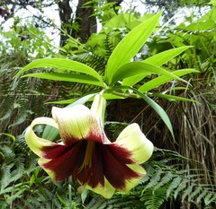Lilium nepalense