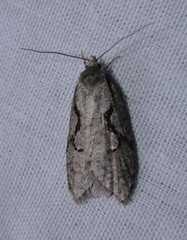 Semioscopis packardella
