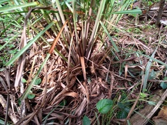 Cymbopogon nardus