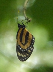 Lycorea halia discreta