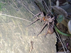 Lycosa erythrognatha