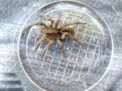 Lycosa erythrognatha